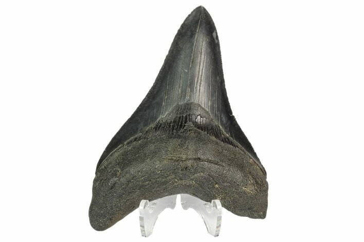 Serrated, Fossil Megalodon Tooth #124539